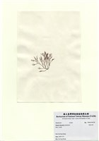 藏品(長枝沙菜)的圖片